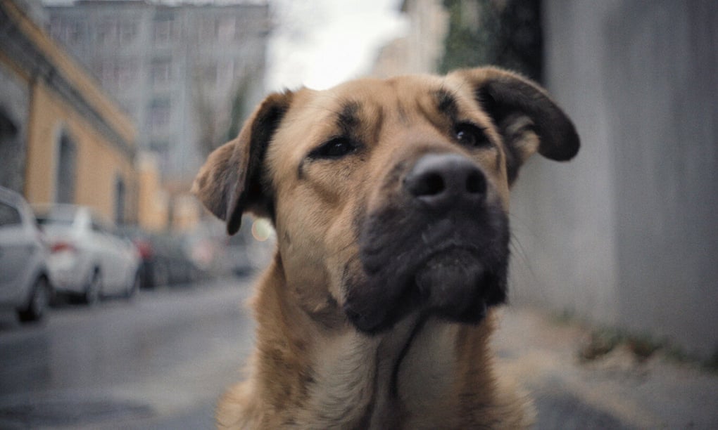 Stray: A Rare insight into the canine gaze, courtesy of homeless dogs in Istanbul (doc)