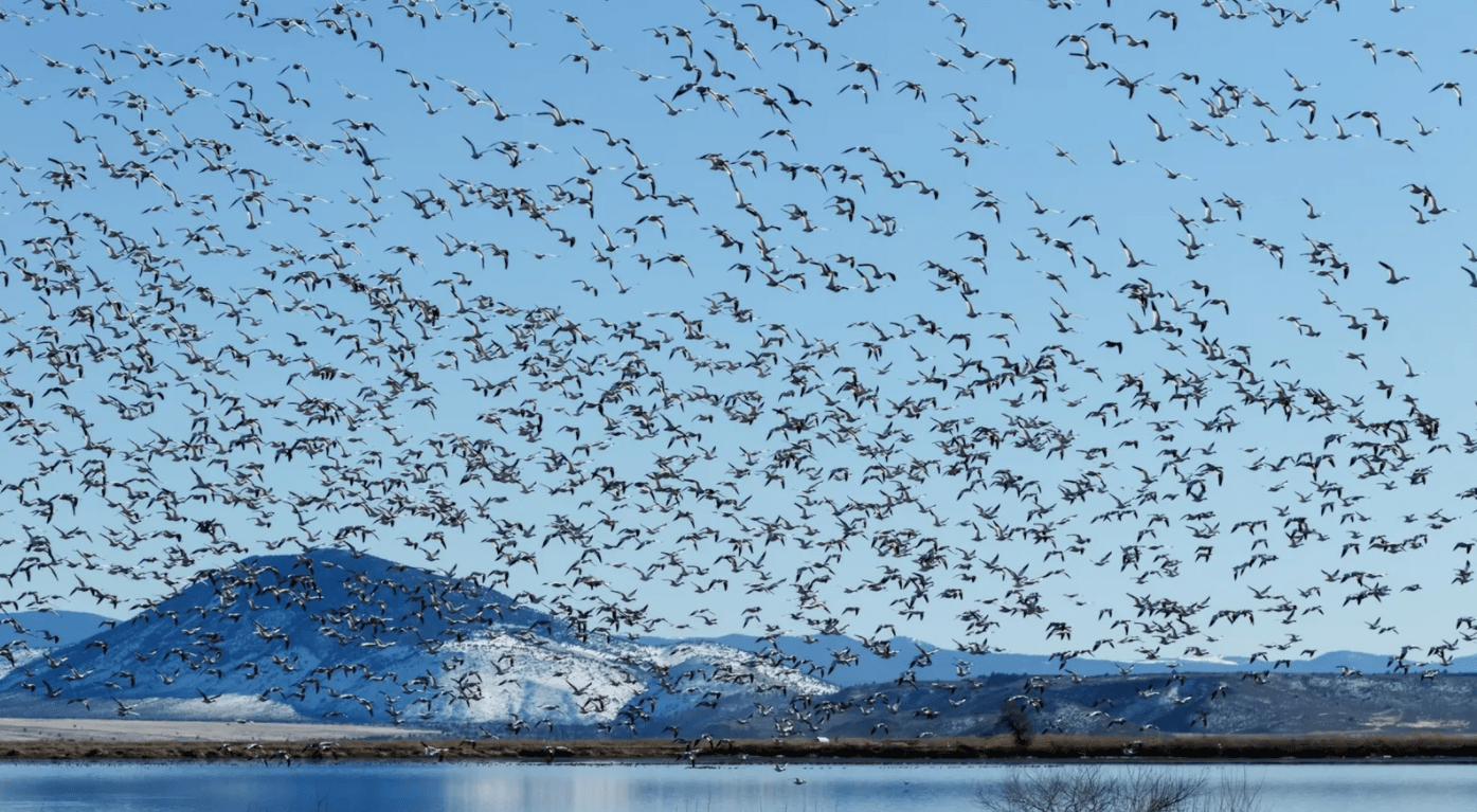 Snow geese (Anser caerulescens) migration in the Klamath Basin National Wildlife Refuge; Merrill, Oregon, United States of America PHOTOGRAPH BY DESIGN PICS INC, NAT GEO IMAGE COLLECTION