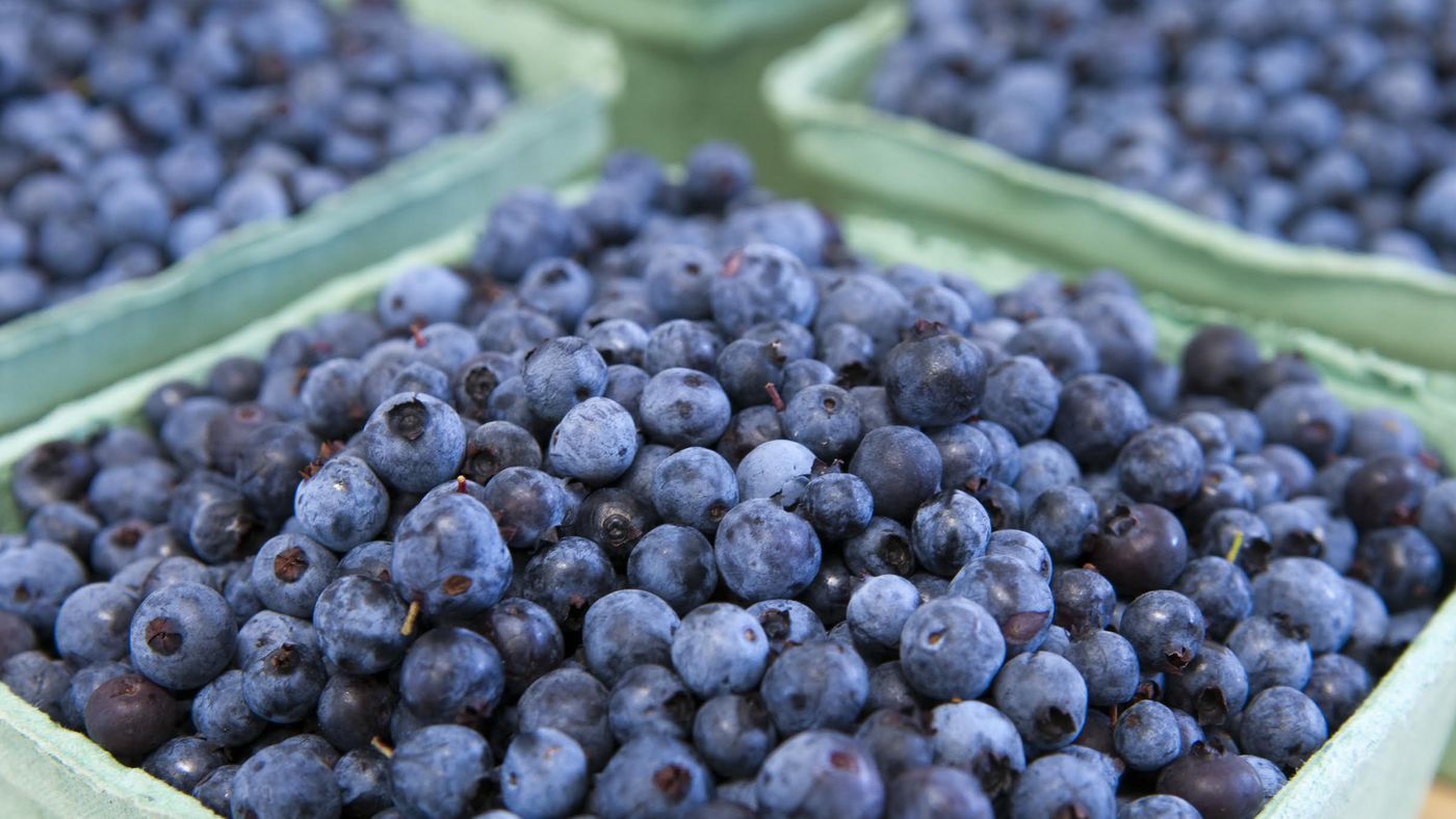 Maine’s blueberry crop in danger due to climate breakdown