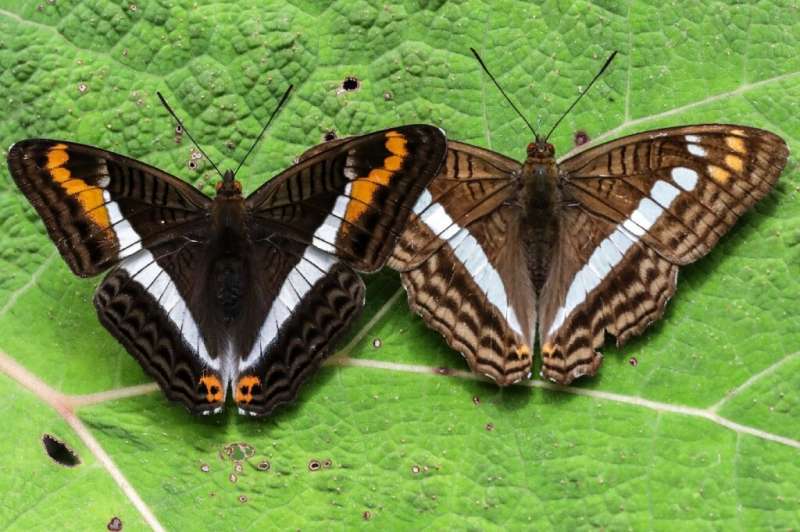 Photographer documents the world’s largest variety of butterflies