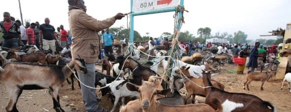 Goats being sold at Mdeka market near Salima, Malawi. Photograph: Aaron Ufumeli/EPA