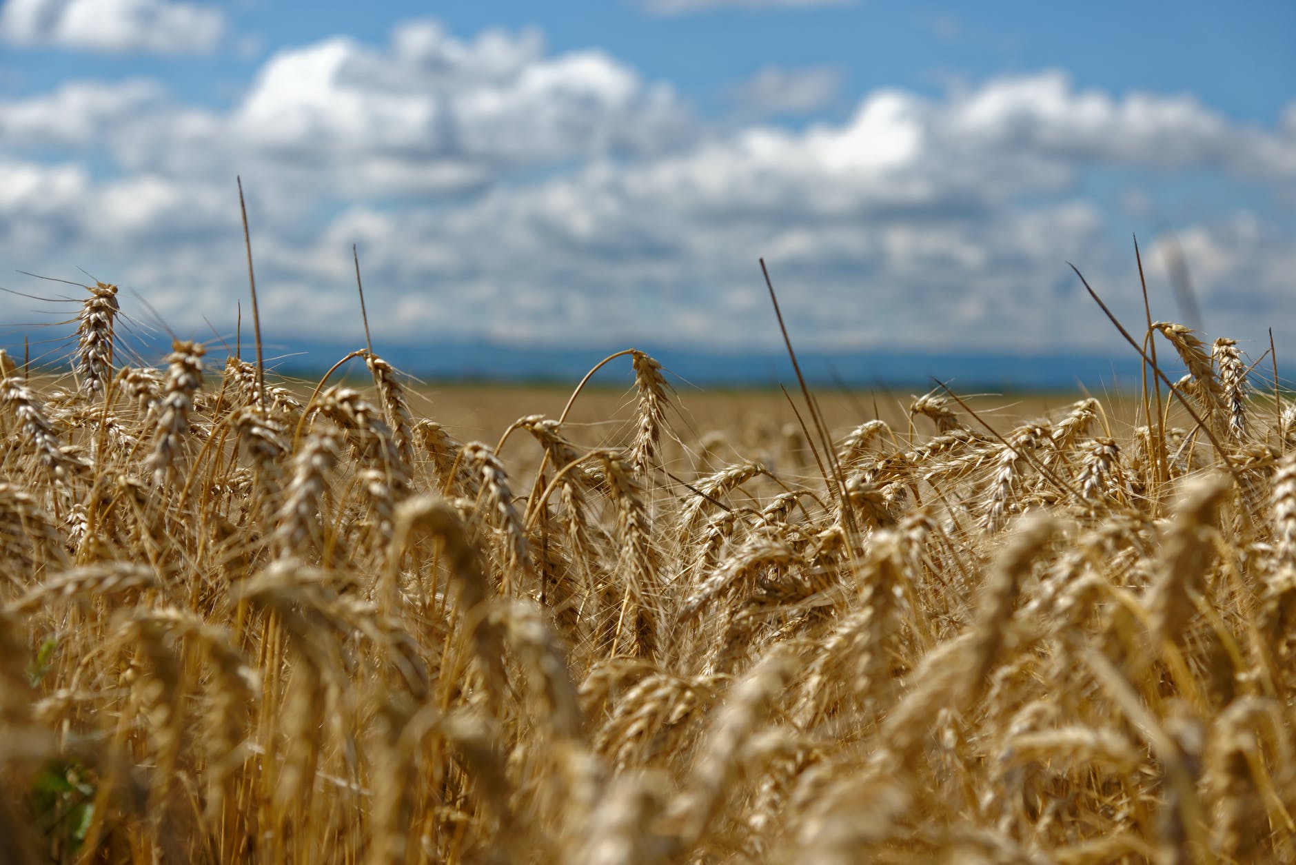 close up shot of a wheat field