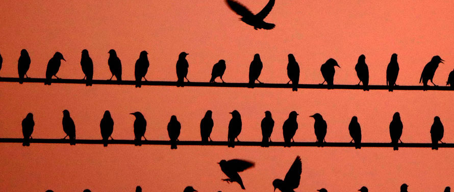 Birds denoting conspiracy theory Birds Aren't Real