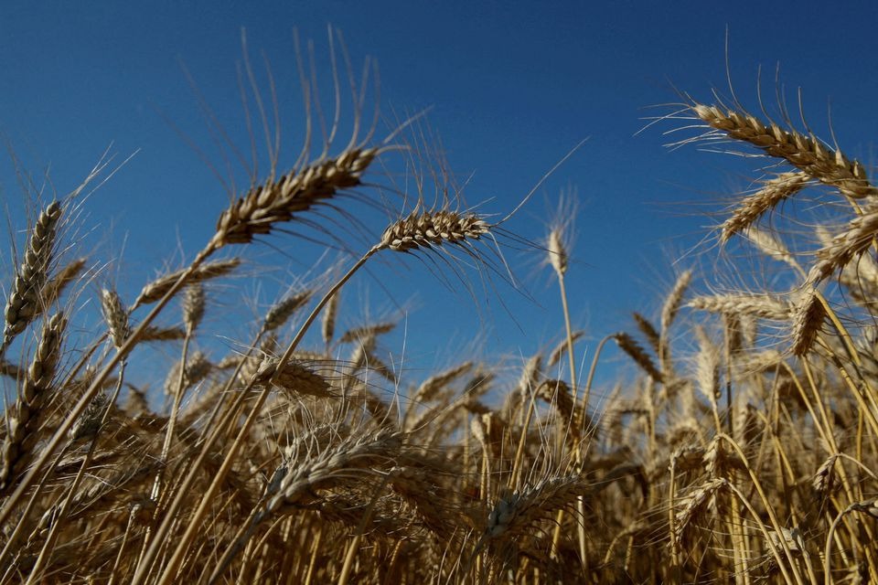 Ears of wheat are seen in a field near the village of Zhovtneve, Ukraine, July 14, 2016. REUTERS/Valentyn Ogirenko